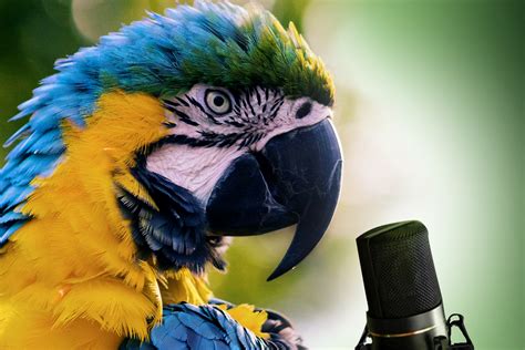 do parrots like music that mimics human speech