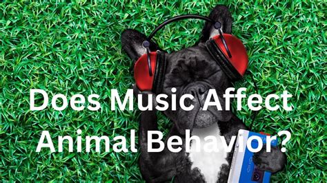 does music affect animal behavior? exploring the mysterious connection between sounds and creatures